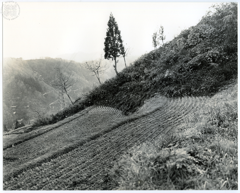 竹島善一写真198211金山町